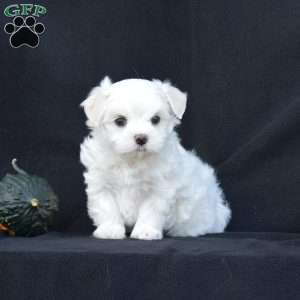Winston, Maltese Puppy
